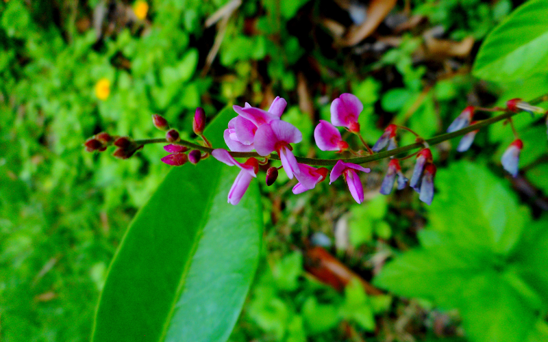 Pourquoi choisir le desmodium de Fitoform pour votre détox ?