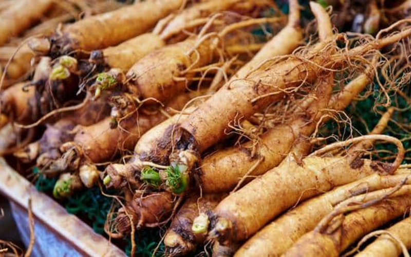 Ginseng rouge vs Ginseng blanc : quelles différences ?