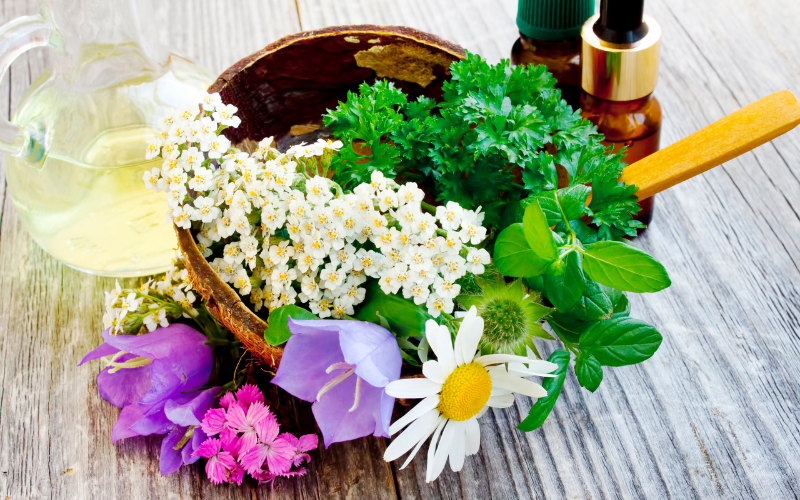 Les plantes médicinales à cultiver dans son jardin cet été