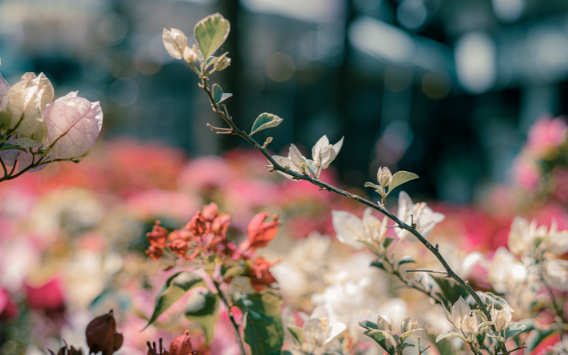 Les plantes qui subliment la beauté de votre peau